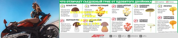 ГАЛЛЮЦИНОГЕННЫЕ ГРИБЫ Алзамай